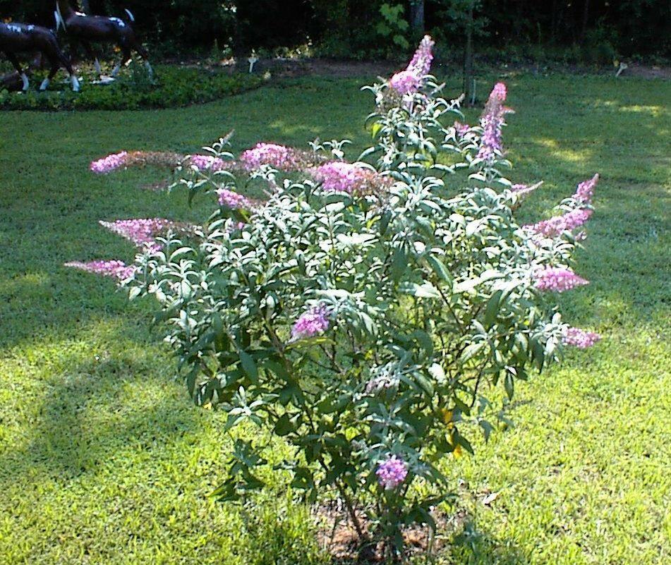 100 Pink Delight Butterfly Bush Seeds - Seed World