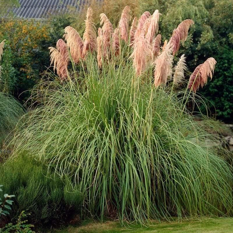 100 Pink Pampas Grass Seeds - Seed World