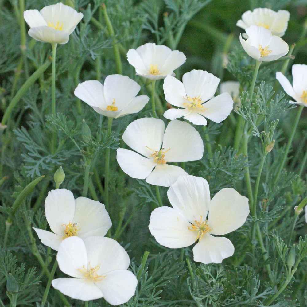 100 Poppy | California White Linen Seeds - Seed World