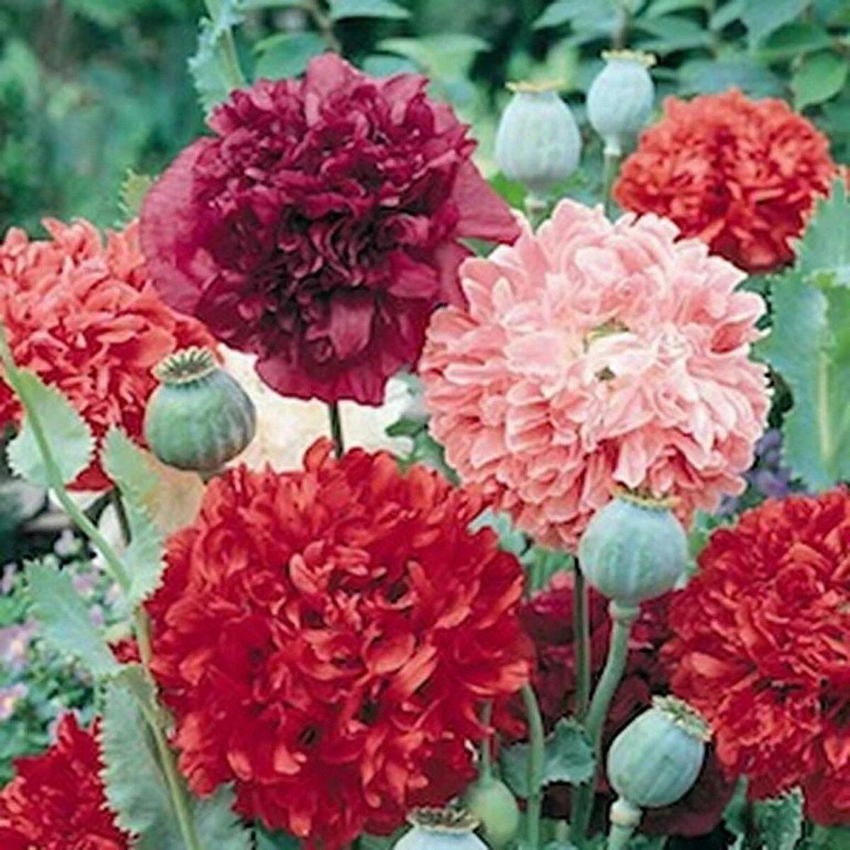 100 Poppy Peony Double Mixed Seeds - Seed World