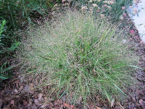 100 Purple Lovegrass Seeds - Seed World