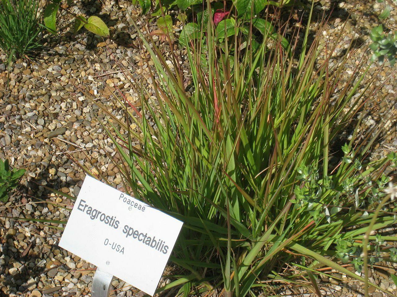 100 Purple Lovegrass Seeds - Seed World
