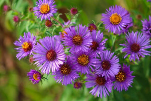 100 Purple New England Aster Seeds - Seed World