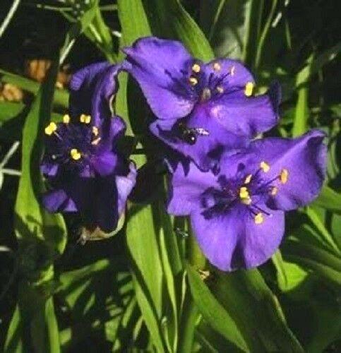 100 Purple Ohio Spiderwort / Widows Tears Flower Seeds - Seed World