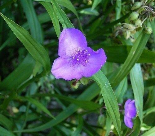100 Purple Ohio Spiderwort / Widows Tears Flower Seeds - Seed World