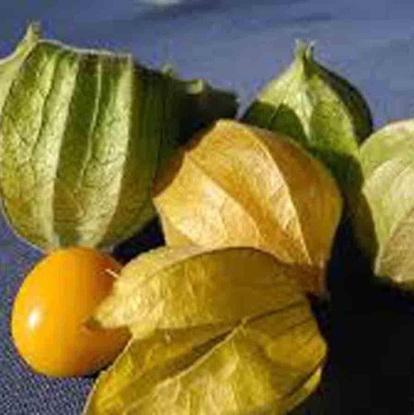 100 Rare Cape Gooseberry Seeds - Seed World