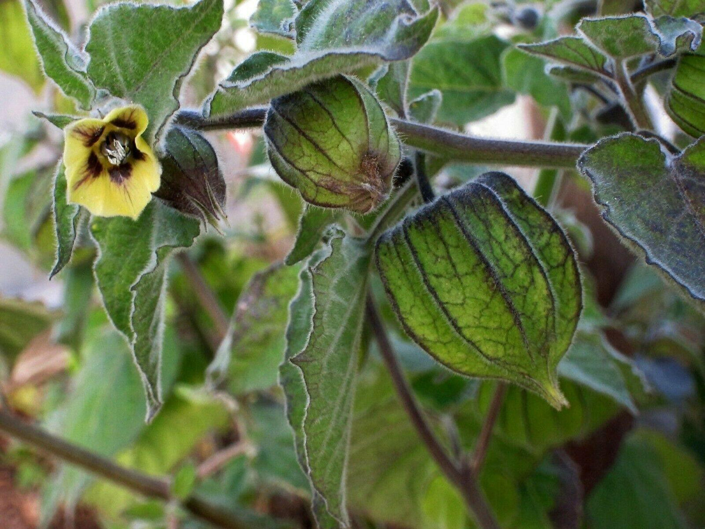 100 Rare Cape Gooseberry Seeds - Seed World
