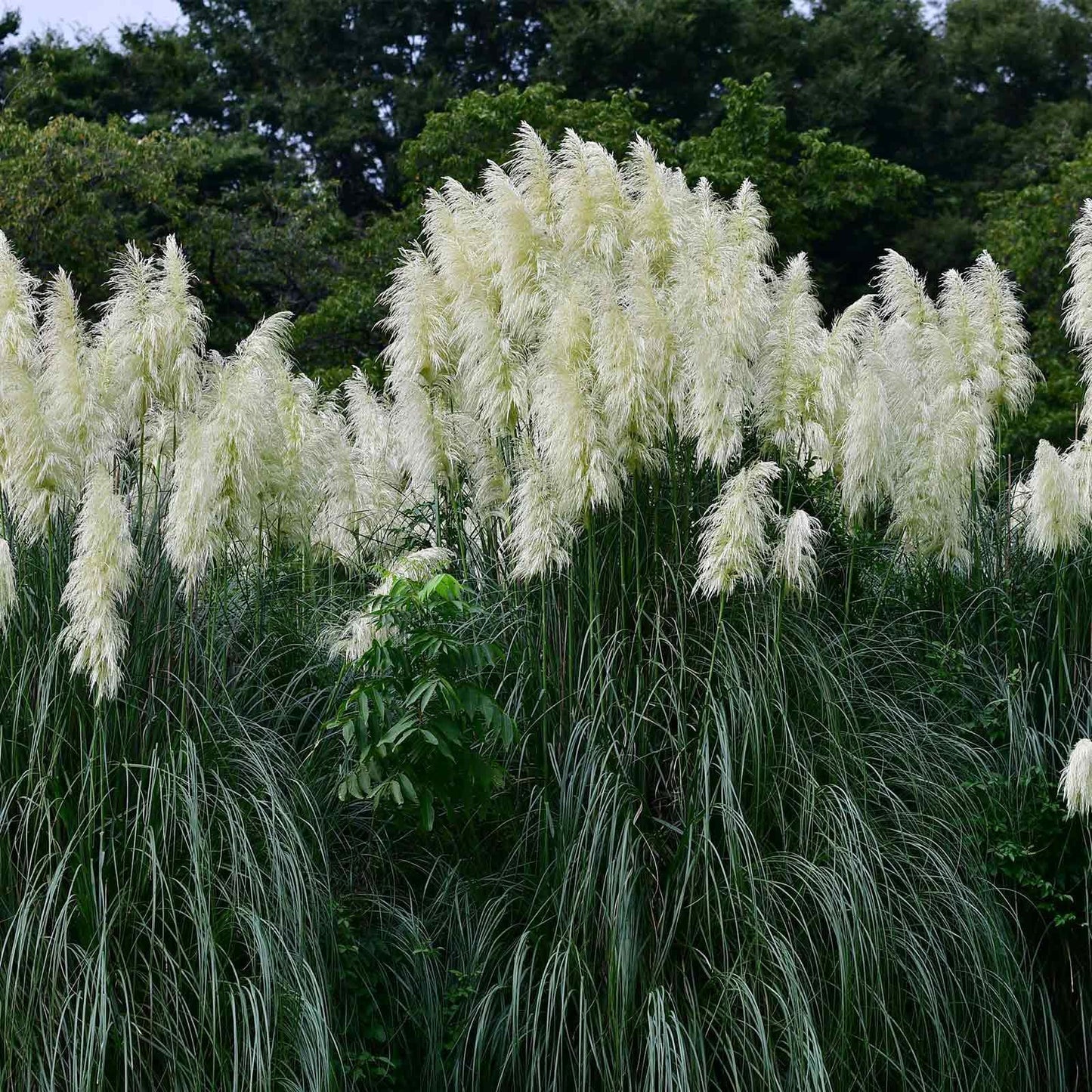 100 Rare Ornamental Pampas Grass seeds - Seed World