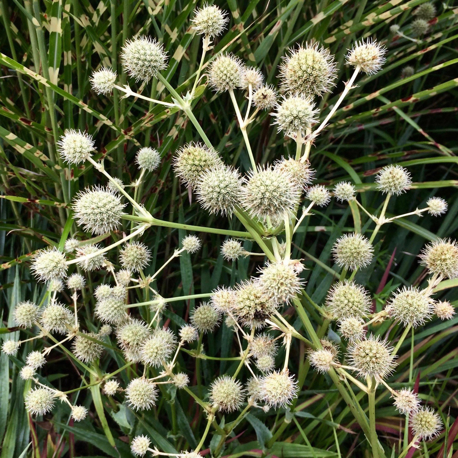 100 Rattlesnake Master - Eryngium Seeds - Seed World