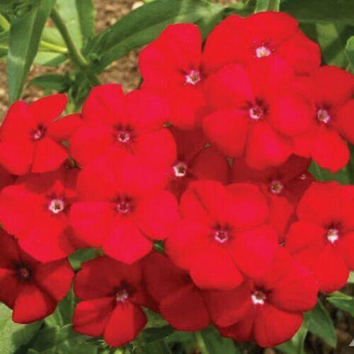 100 Red Annual Phlox Seeds - Seed World