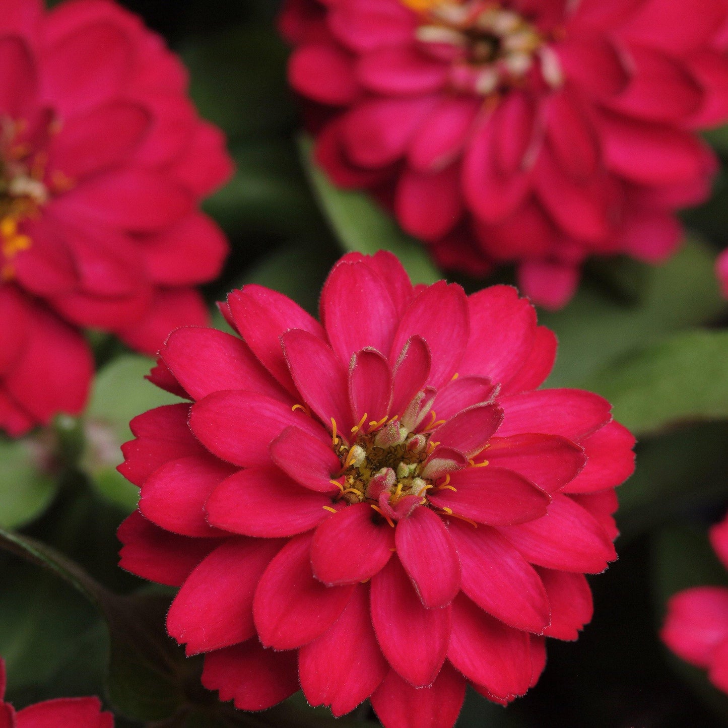 100 Red Cherry Zinnia Seeds - Seed World
