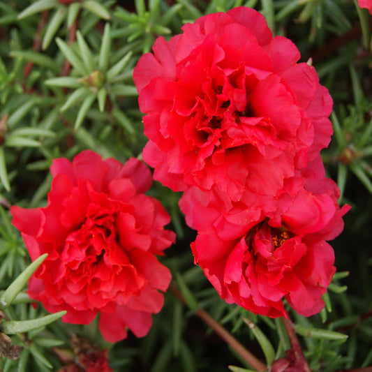 100 Red Moss Rose Seeds - Seed World