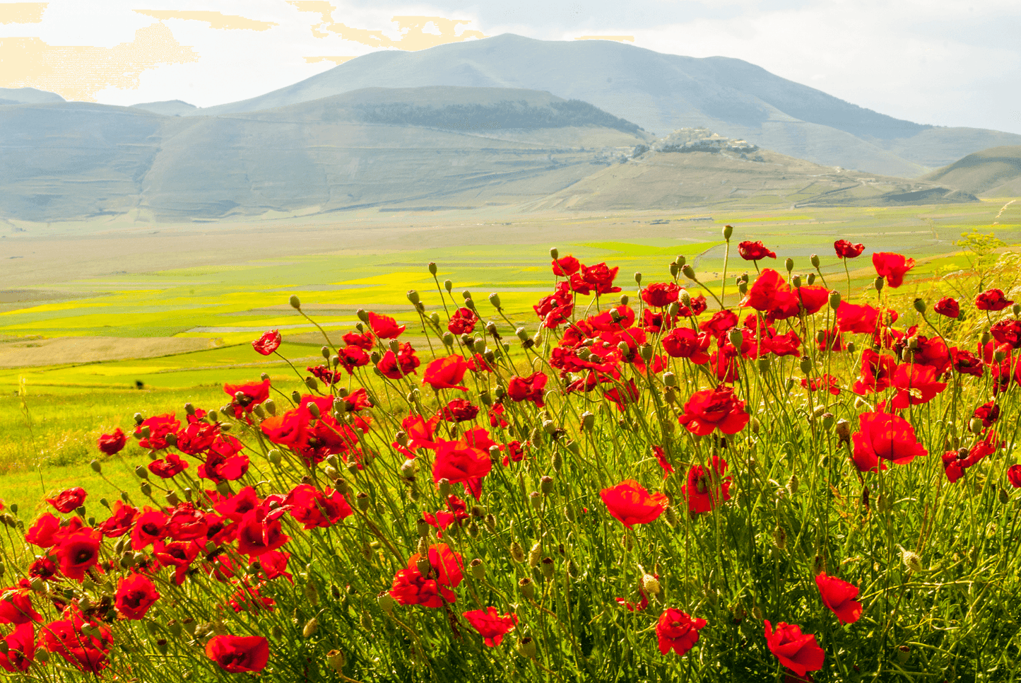 100 RED POPPY SEEDS (Papaver Rhoeas) Corn Poppies, American Legion Flower - Seed World