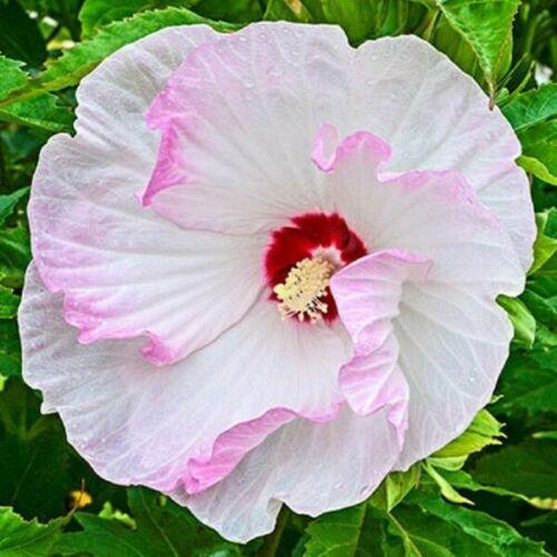100 Red/Pink/White Hibiscus Seeds - Seed World