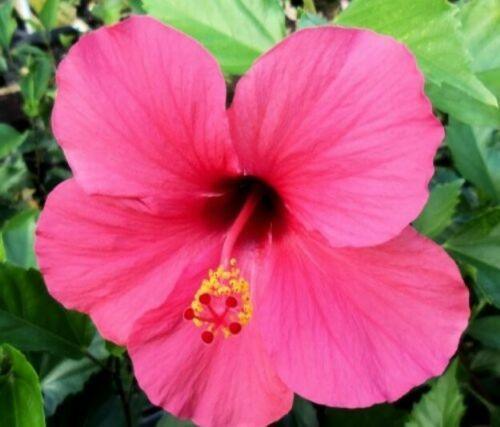 100 Red/Pink/White Hibiscus Seeds - Seed World
