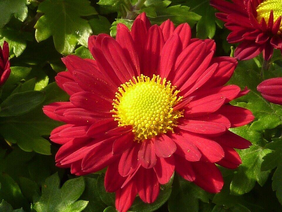 100 Robinsons Painted Daisy Seeds - Seed World
