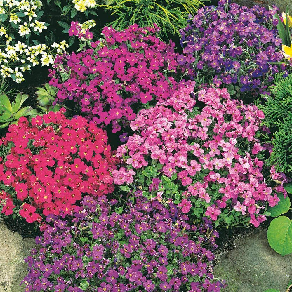 100 Rock Cress (Aubrieta) Royal Mix Seeds - Seed World