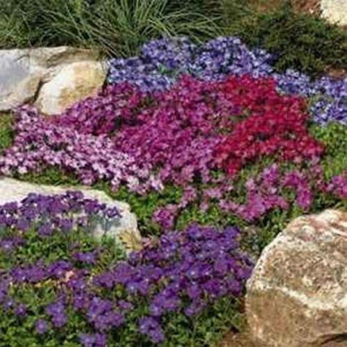 100 Rock Cress (Aubrieta) Royal Mix Seeds - Seed World