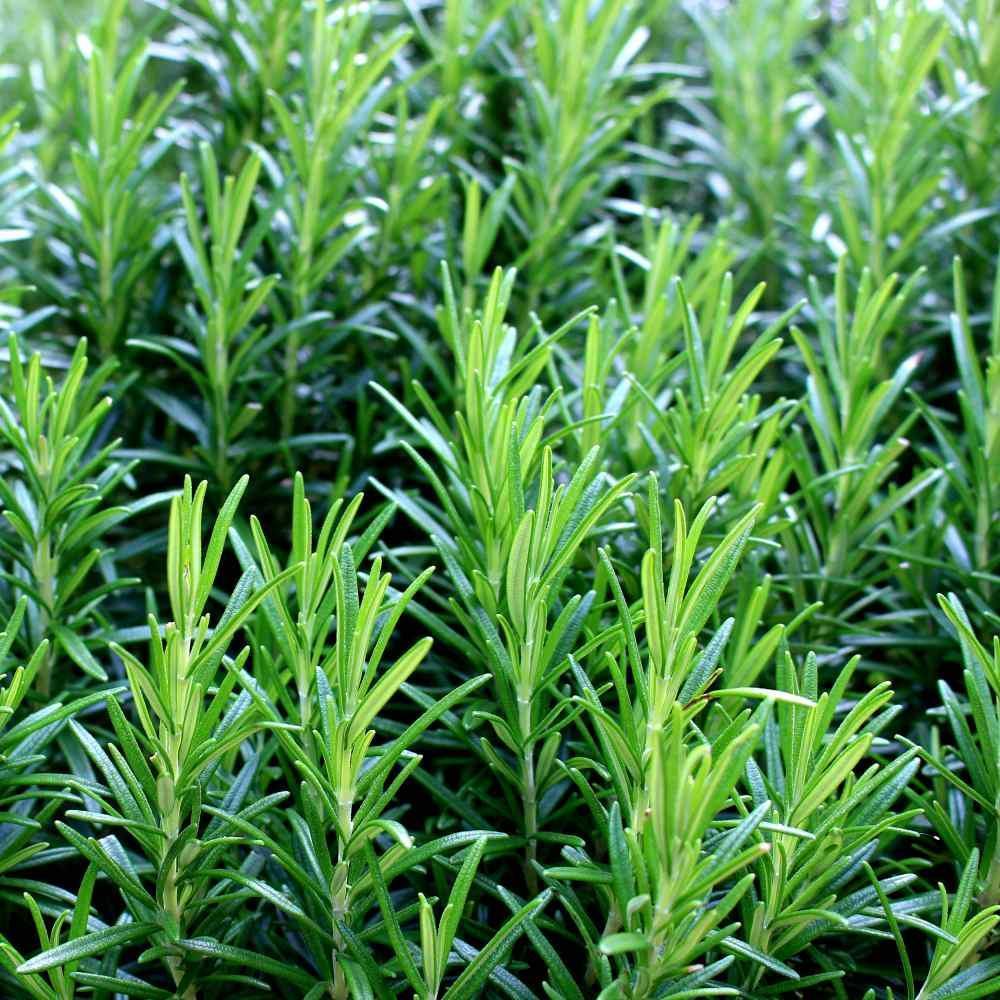 100 Rosemary Herb Seeds - Seed World