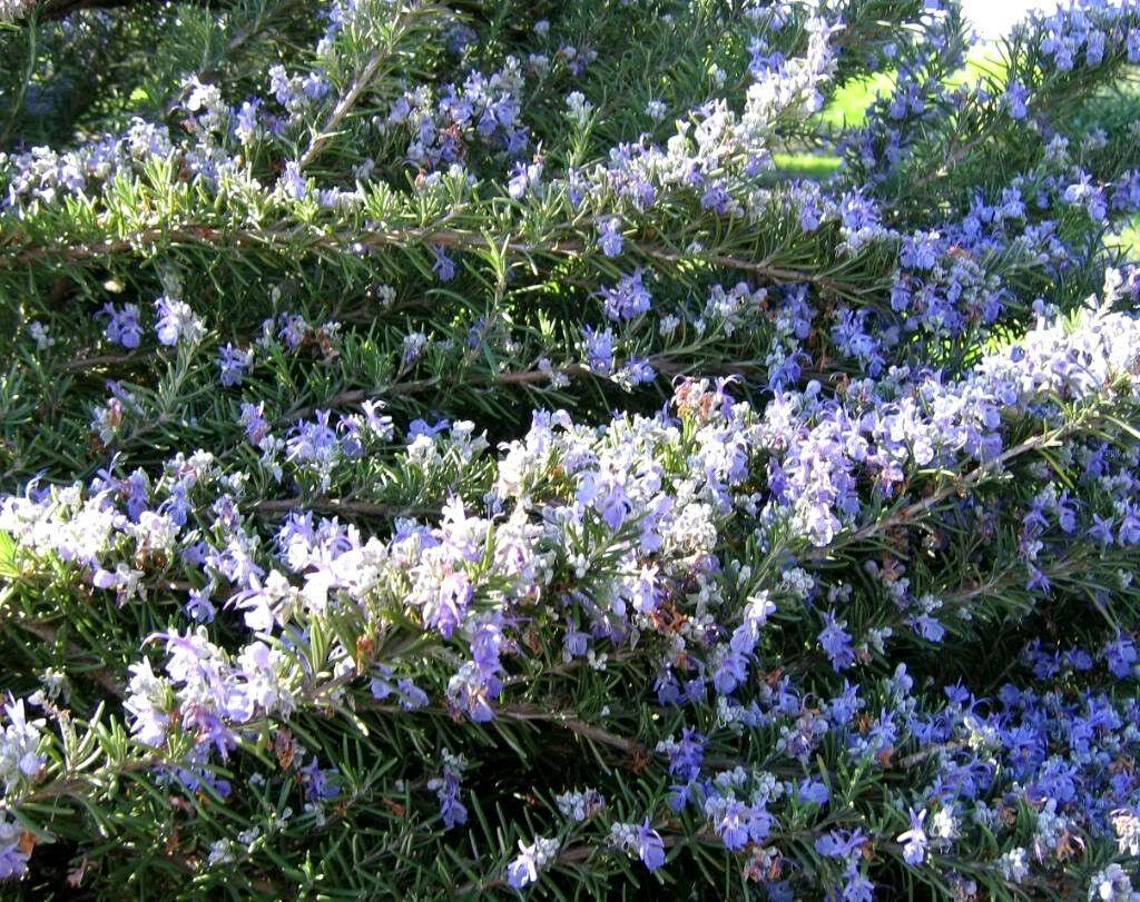 Rosemary