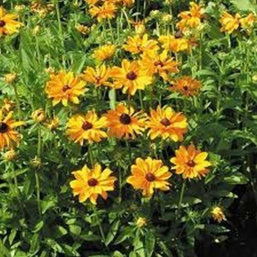 100 Rudbeckia Hirta Seeds - Marmalade - Seed World