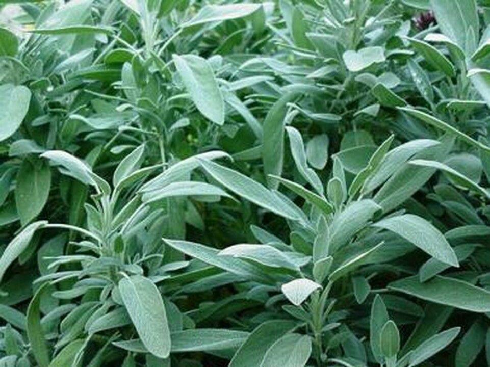 100 Sage- Broadleaf-(Salvia Officinalis) Seeds - Seed World