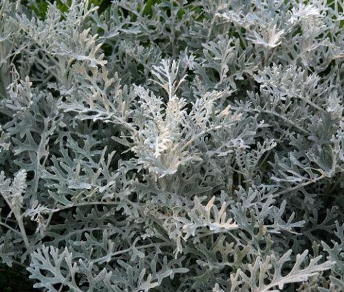 100 Silverdust - Dusty Miller Seeds - Seed World