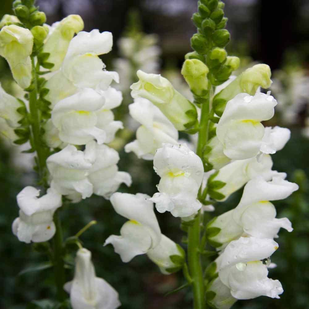 100 Snapdragon Snowflake Seeds - Seed World