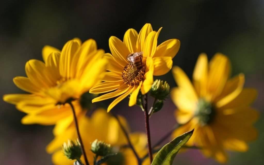 100 Swamp Sunflower Seeds - Seed World