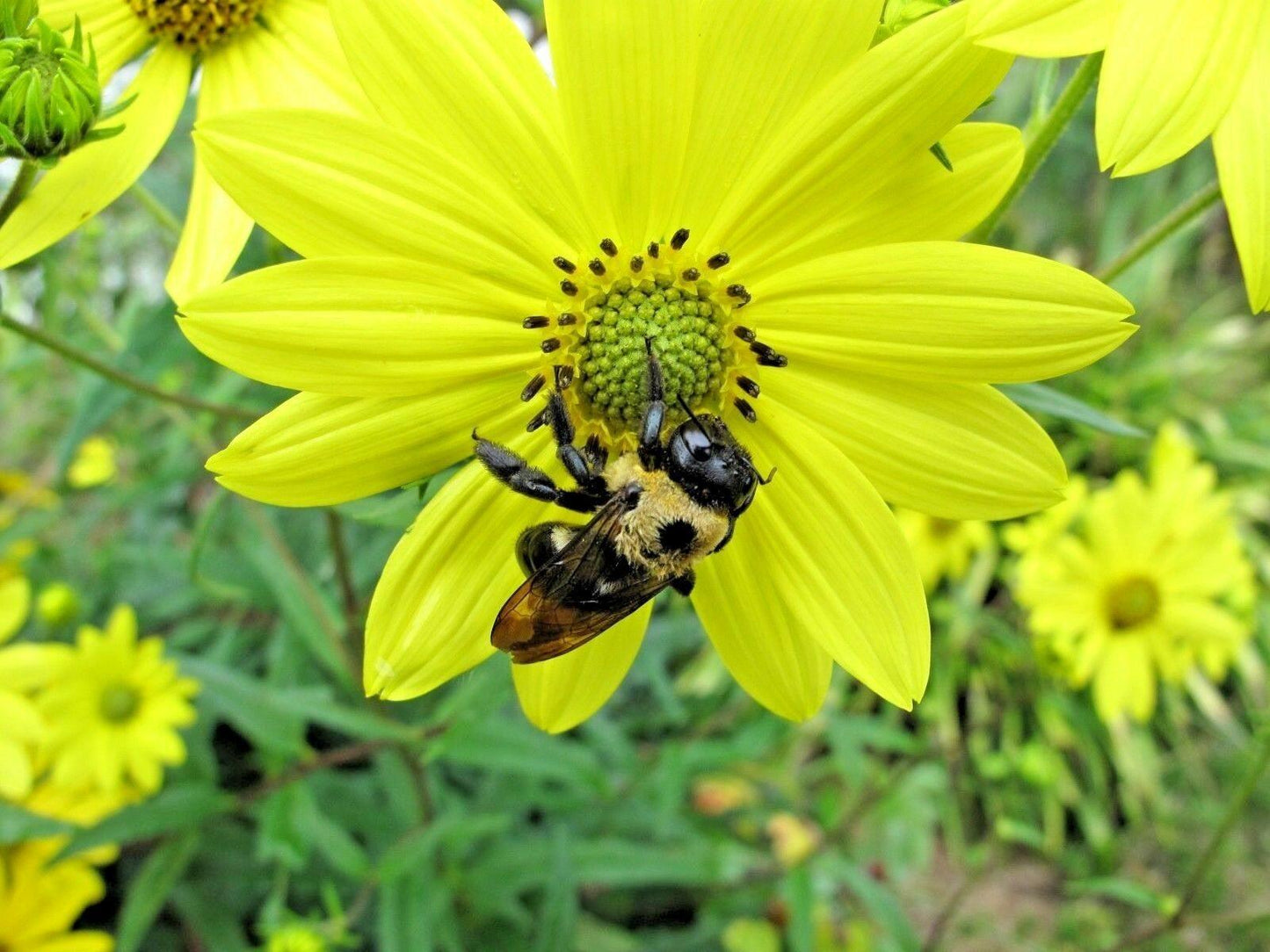 100 Swamp Sunflower Seeds - Seed World