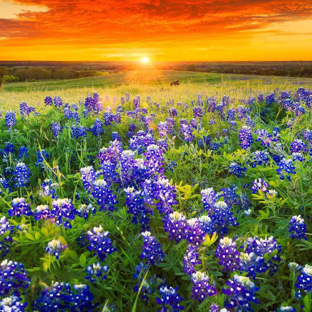 100 Texas Bluebonnet Seeds - Seed World