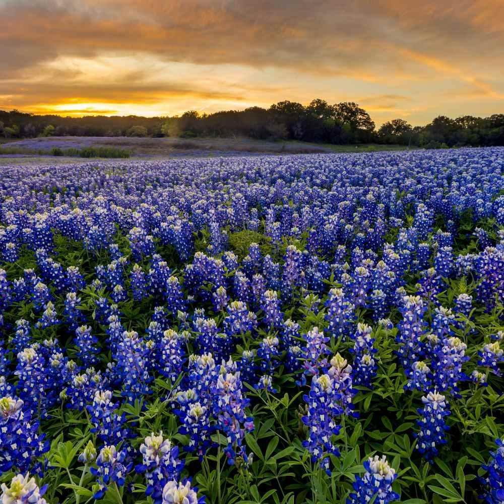 100 Texas Bluebonnet Seeds - Seed World