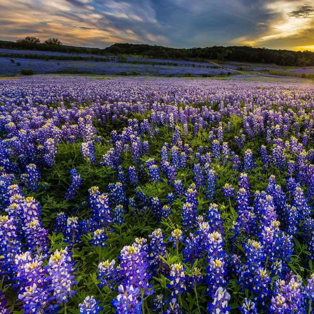 100 Texas Bluebonnet Seeds - Seed World
