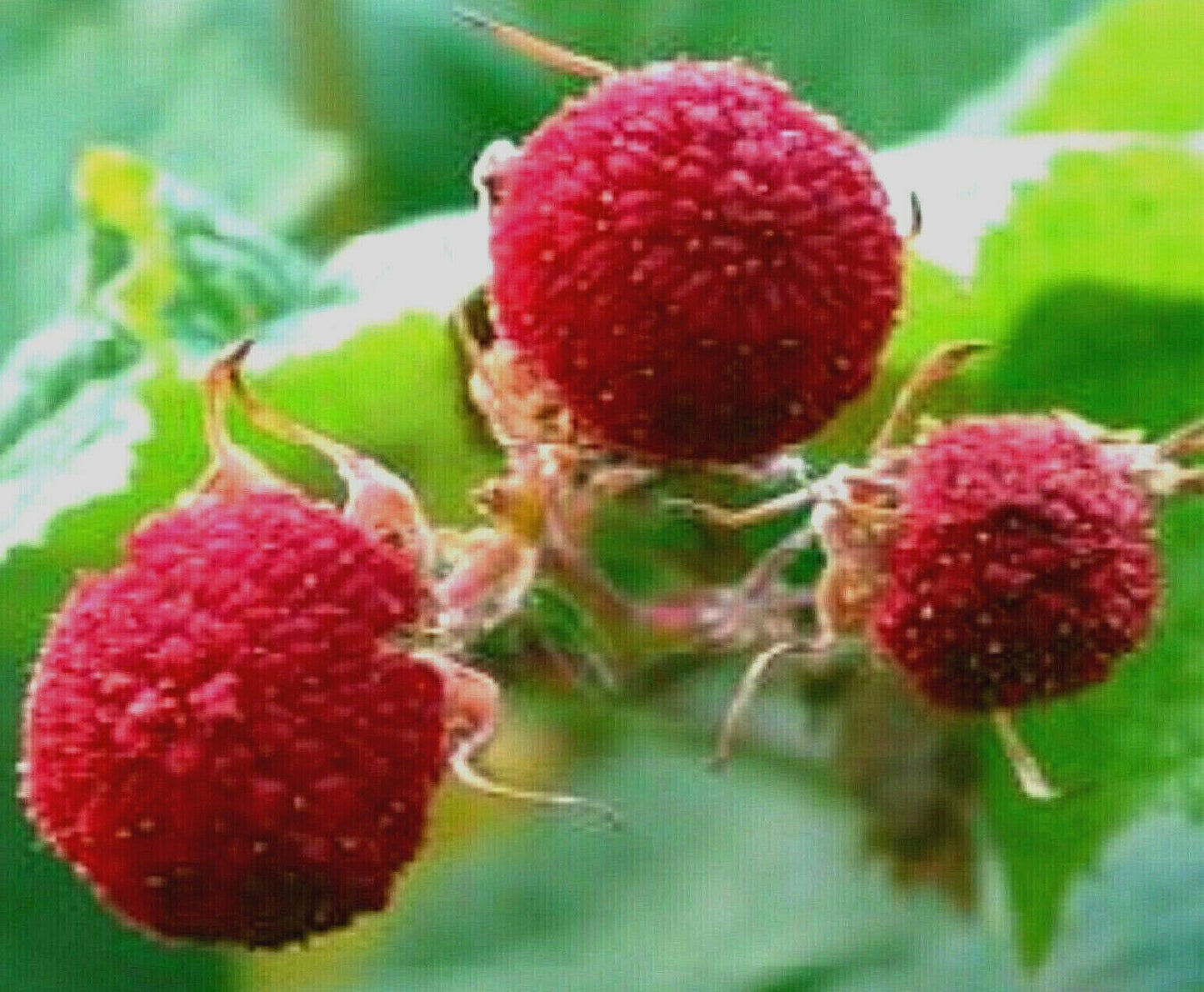 100 Thimbleberry Seeds (Rubus Parviflorus) Seeds - Seed World