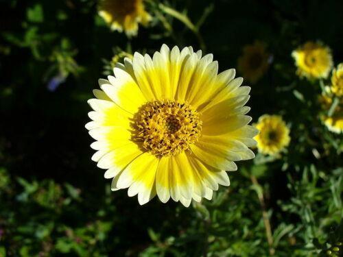 100 TIDY TIPS Seeds - Seed World