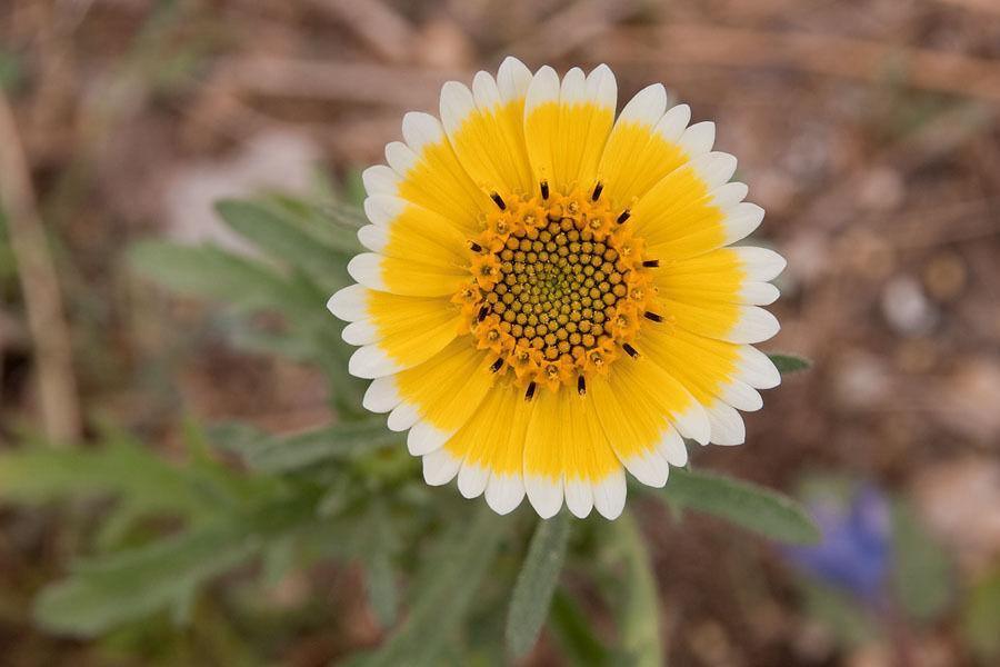100 TIDY TIPS Seeds - Seed World