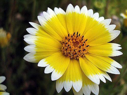 100 TIDY TIPS Seeds - Seed World