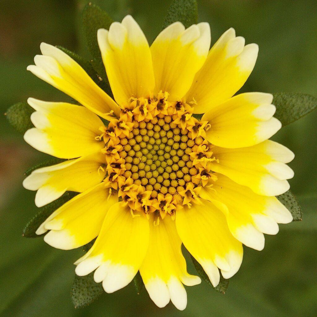 100 TIDY TIPS Seeds - Seed World