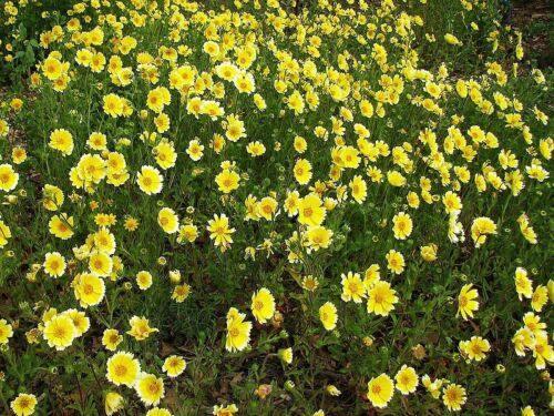 100 TIDY TIPS Seeds - Seed World