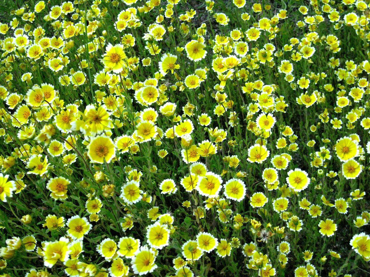 100 TIDY TIPS Seeds - Seed World
