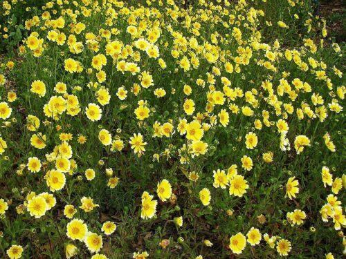 100 TIDY TIPS Seeds - Seed World