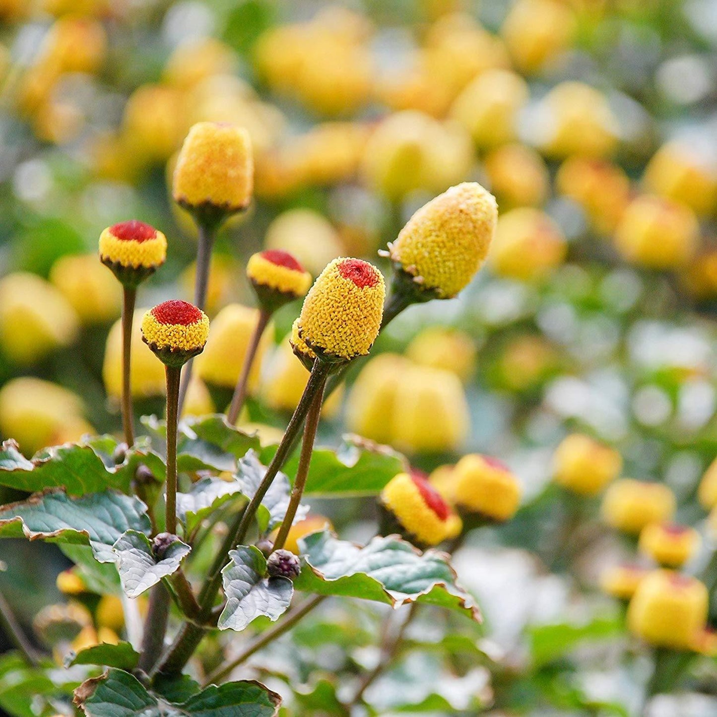 100 Toothache - Eyeball Plant (Spilanthes Oleracea) Seeds - Seed World