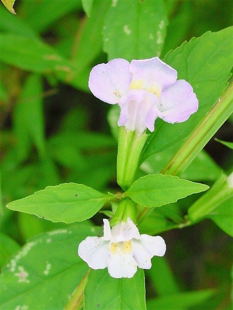 100 Twinkle White Monkey Seeds - Seed World