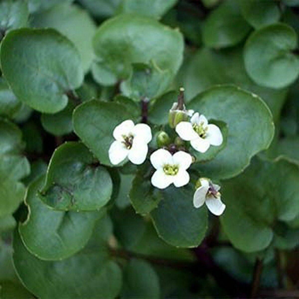100 Watercress Seeds - Seed World