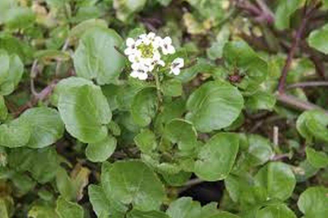 100 Watercress Seeds - Seed World