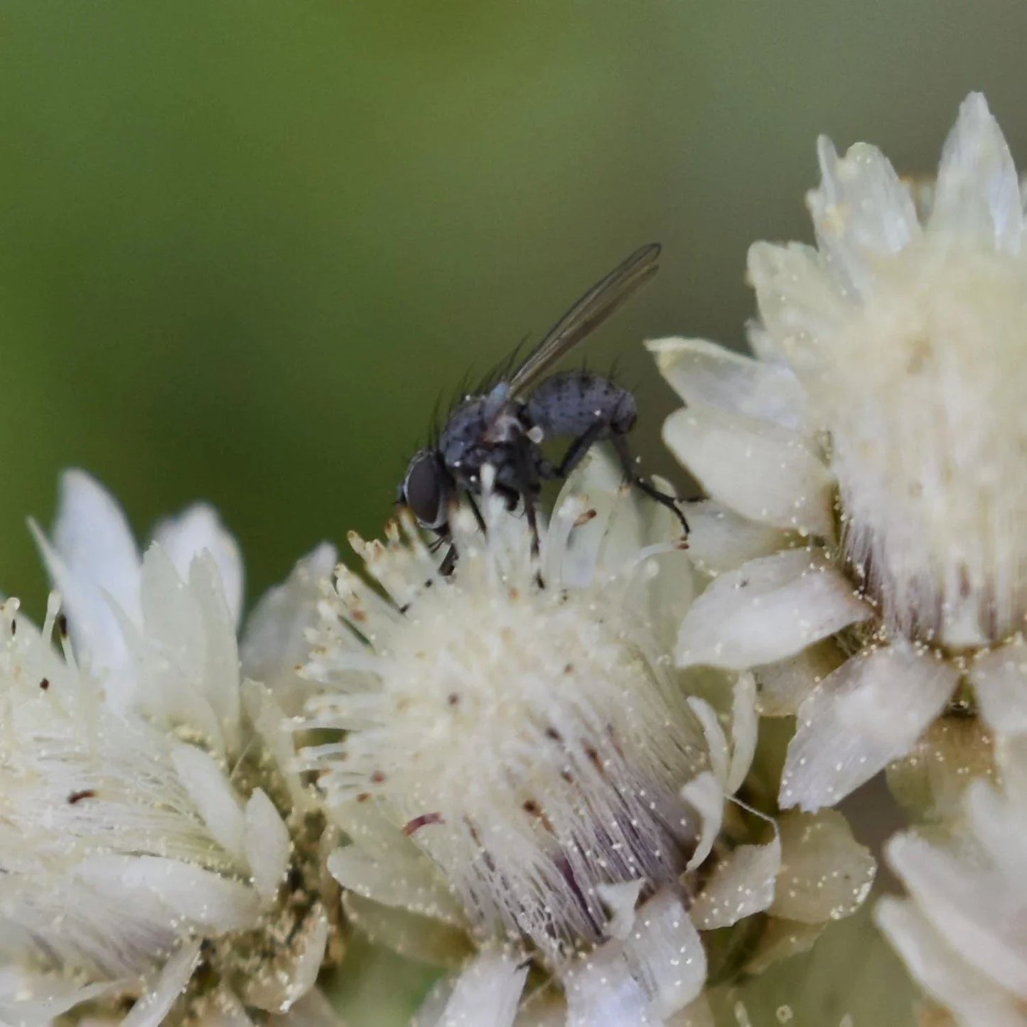 100 White Antennaria Dioica Seeds - Seed World