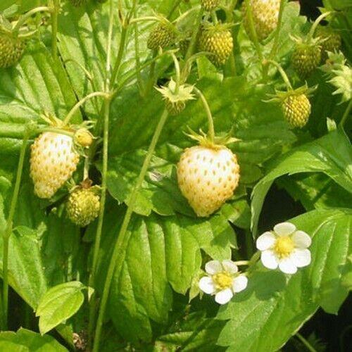 100 White Soul Strawberry - Fragaria Vesca Seeds - Seed World