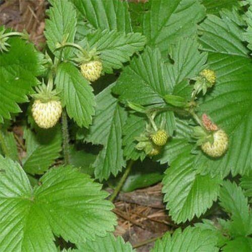 100 White Soul Strawberry - Fragaria Vesca Seeds - Seed World