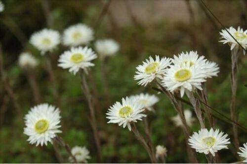 100 White Strawflower - Helichrysum Seeds - Seed World