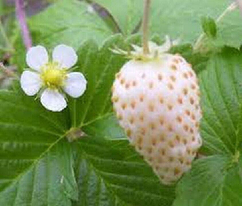100 Wild Strawberry - Vesca White Seeds - Seed World